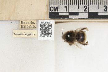 Media type: image;   Entomology 817835 Description: Specimen documentation photo of labelsfrom specimen MCZ:Ent:817835, captured on2024-07-10;  Aspect: labels